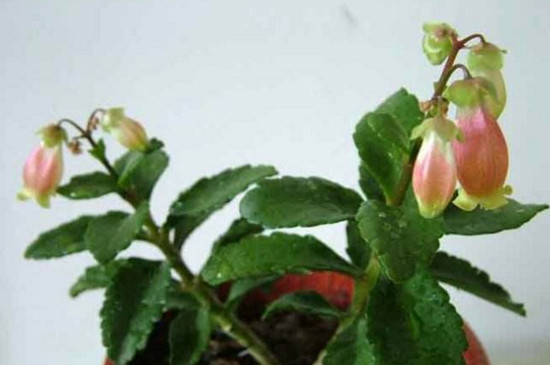 小宫灯长寿花如何扦插，叶插枝插还能水培扦插