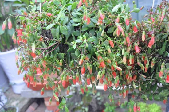 小宫灯长寿花如何扦插，叶插枝插还能水培扦插