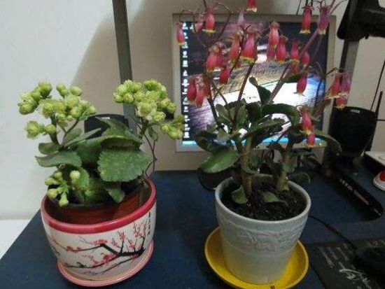 宫灯长寿花如何养，四个步骤教你养出美丽的长寿花