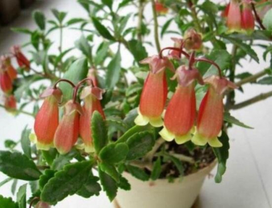 宫灯长寿花如何养，四个步骤教你养出美丽的长寿花