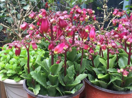 宫灯长寿花如何养，四个步骤教你养出美丽的长寿花