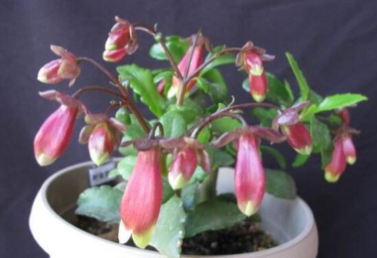 宫灯长寿花如何养，四个步骤教你养出美丽的长寿花