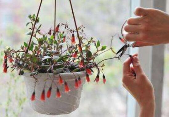 宫灯长寿花如何养，四个步骤教你养出美丽的长寿花