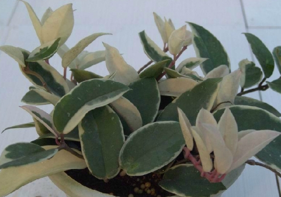 花叶球兰的养殖办法：喜温暖，耐干燥，忌烈日曝晒