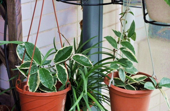 花叶球兰的养殖办法：喜温暖，耐干燥，忌烈日曝晒