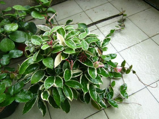 花叶球兰的养殖办法：喜温暖，耐干燥，忌烈日曝晒