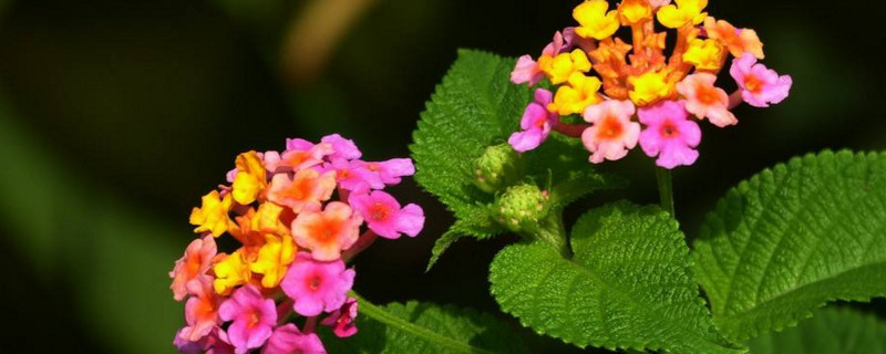 如意花如何水养