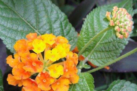 如意花如何水养