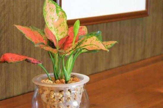 如意的养殖办法和留意事项，夏季避光适当修剪