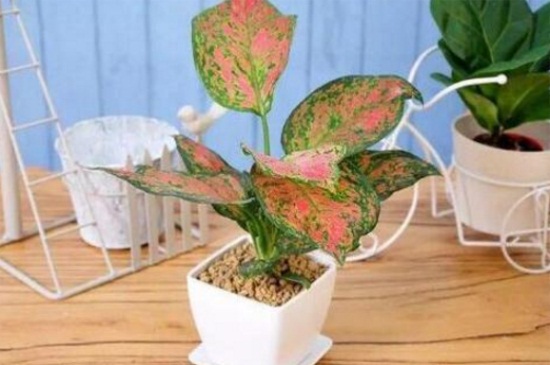 如意的养殖办法和留意事项，夏季避光适当修剪