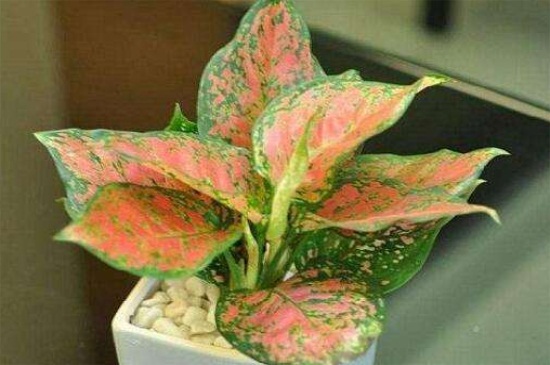 如意的养殖办法和留意事项，夏季避光适当修剪