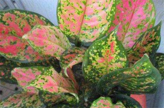 如意的养殖办法和留意事项，夏季避光适当修剪