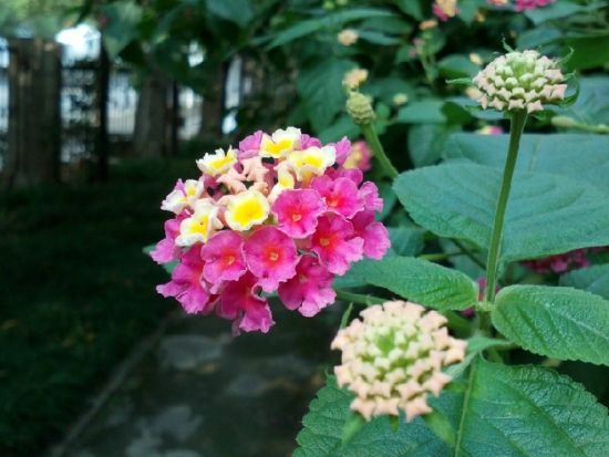 如意花的养殖办法：喜温暖湿润、阳光充足的环境