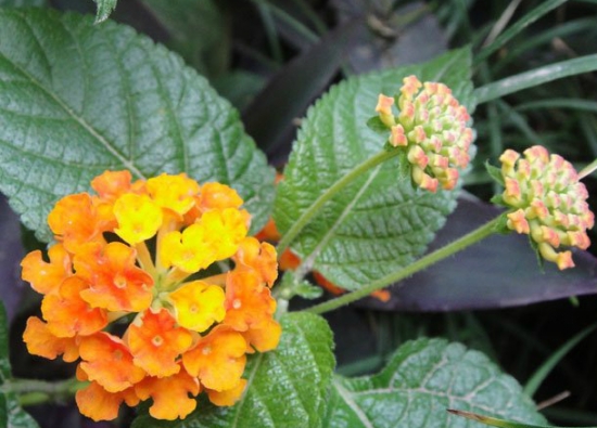 如意花的养殖办法：喜温暖湿润、阳光充足的环境