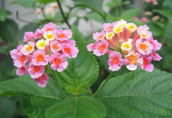 如意花的养殖办法：喜温暖湿润、阳光充足的环境