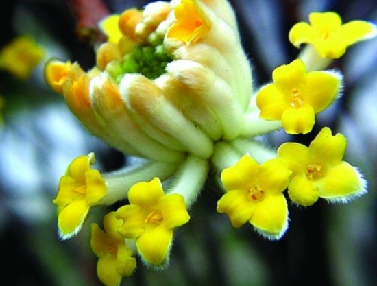 结香花的养护技巧：盆植须在盆底放一层碎砖瓦以利透气排水