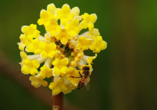 结香花的养护技巧：盆植须在盆底放一层碎砖瓦以利透气排水