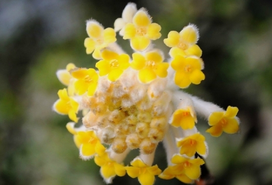 结香花的养护技巧：盆植须在盆底放一层碎砖瓦以利透气排水