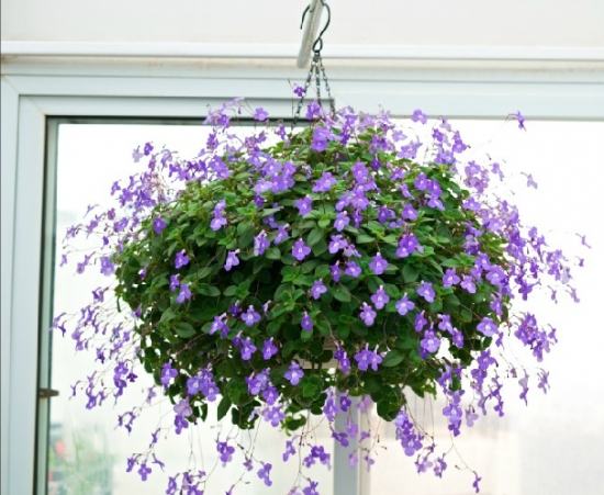 海豚花的养殖办法：喜遮荫、通风良好的地方