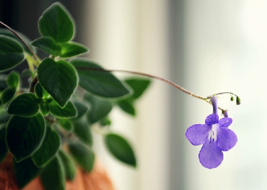 海豚花的养殖办法：喜遮荫、通风良好的地方