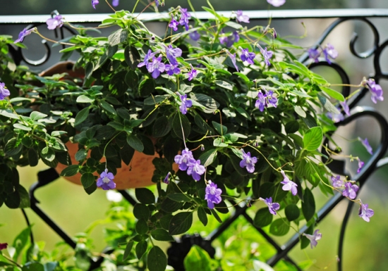 海豚花的养殖办法：喜遮荫、通风良好的地方