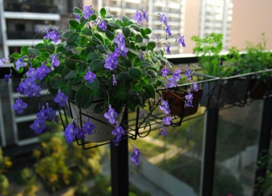 海豚花的养殖办法：喜遮荫、通风良好的地方