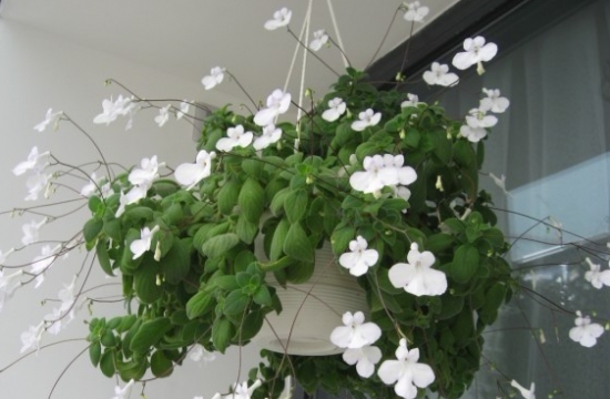 海豚花如何养殖：喜阴不喜阳，不喜黏湿土壤