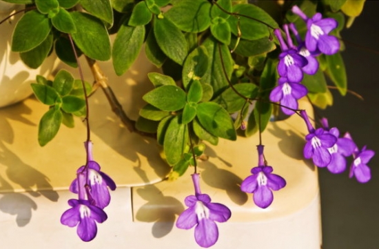 海豚花如何养殖：喜阴不喜阳，不喜黏湿土壤