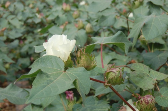 棉花价格多少钱一斤,价格在9.5~14元/公斤