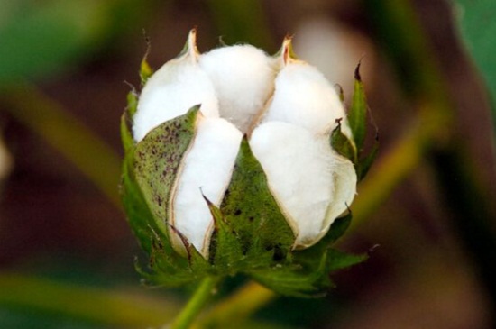 棉花价格多少钱一斤,价格在9.5~14元/公斤