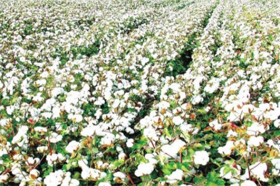 棉花价格多少钱一斤,价格在9.5~14元/公斤