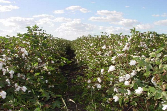 棉花价格多少钱一斤,价格在9.5~14元/公斤