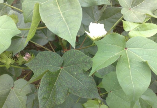 棉花叶子发黄 棉花叶子变黄:棉花叶子发黄原因及处理办法