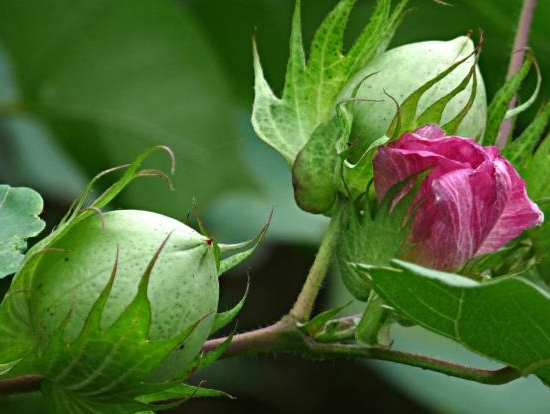 健康的棉花叶子及花卉 棉花叶子变黄:棉花叶子发黄原因及处理办法
