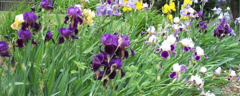 鸢尾花如何在盆里种植