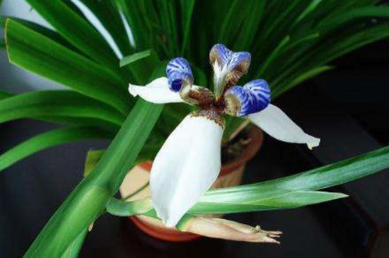 鸢尾花如何在盆里种植