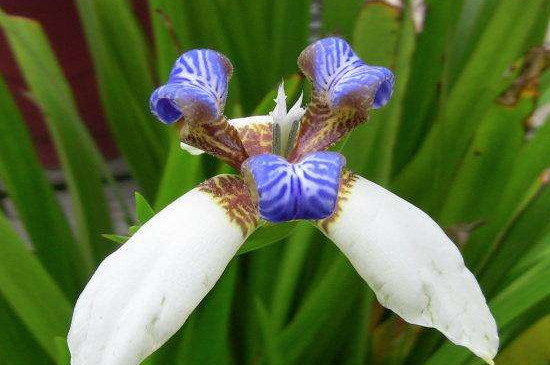 鸢尾花如何在盆里种植