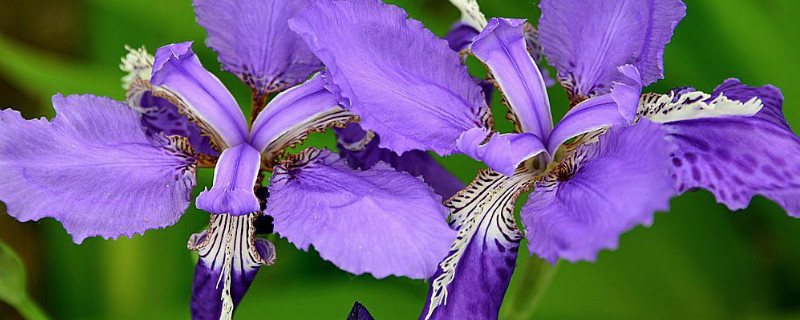 鸢尾花如何养在水里