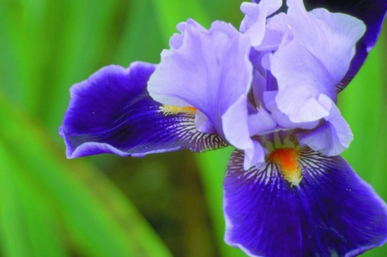 鸢尾花如何养在水里