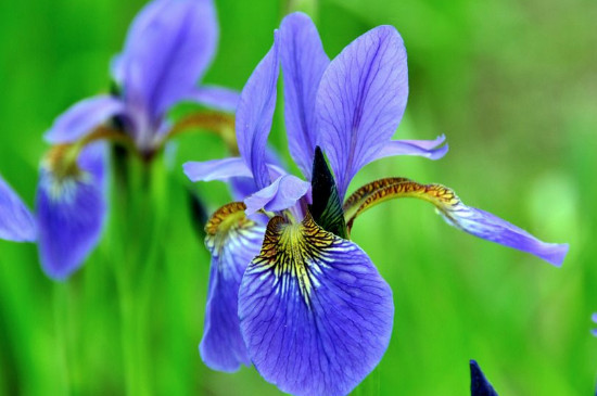 鸢尾花如何养在水里