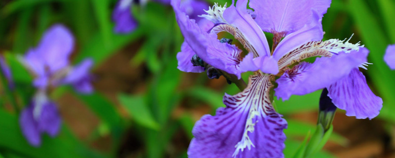 鸢尾花如何才能开花