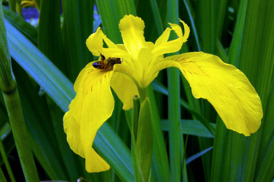 鸢尾花如何才能开花