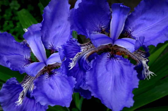 鸢尾花如何才能开花