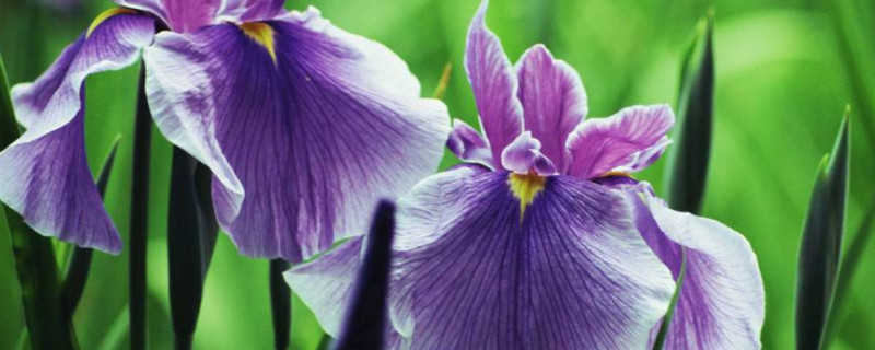 鸢尾花如何养