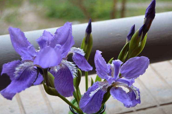 鸢尾花如何养