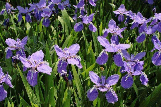 鸢尾花如何养