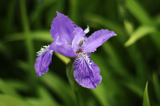 鸢尾花如何养