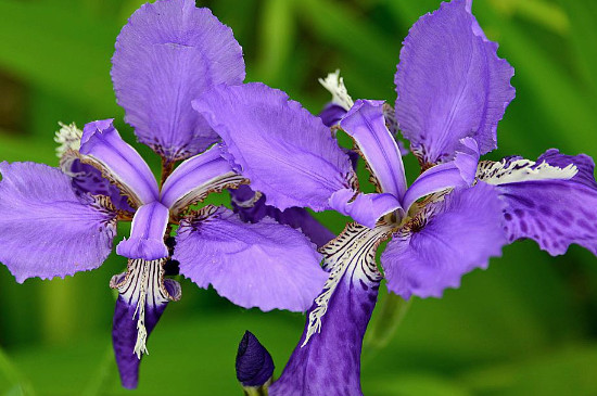 鸢尾花种植办法和时间