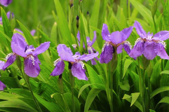 鸢尾花种植办法和时间