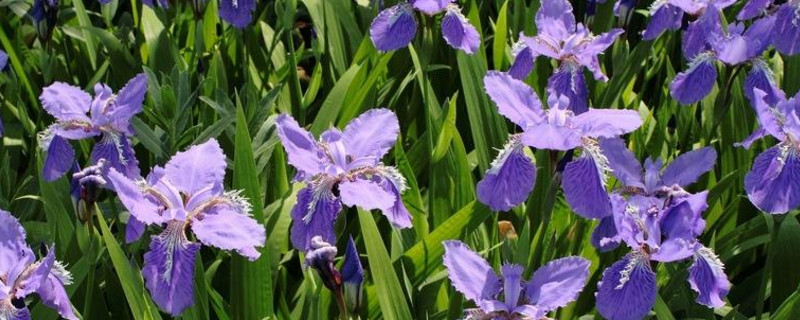 鸢尾花盆栽如何养